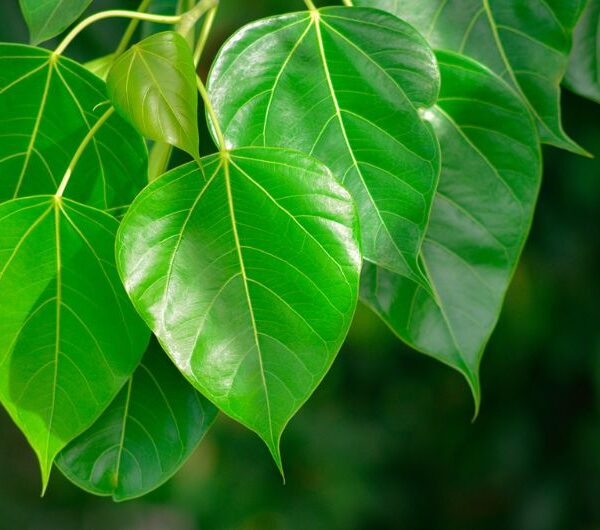 The Healing Power of Peepal Leaves for a Healthy Heart