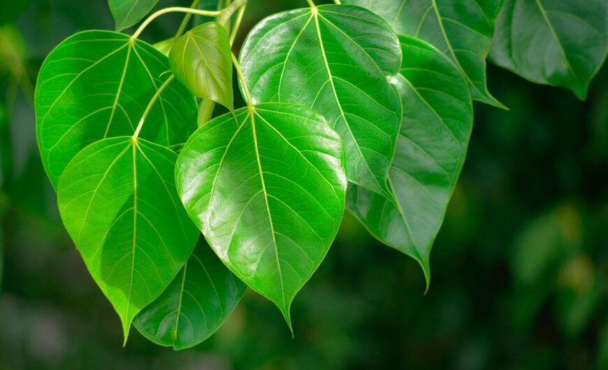 The Healing Power of Peepal Leaves for a…