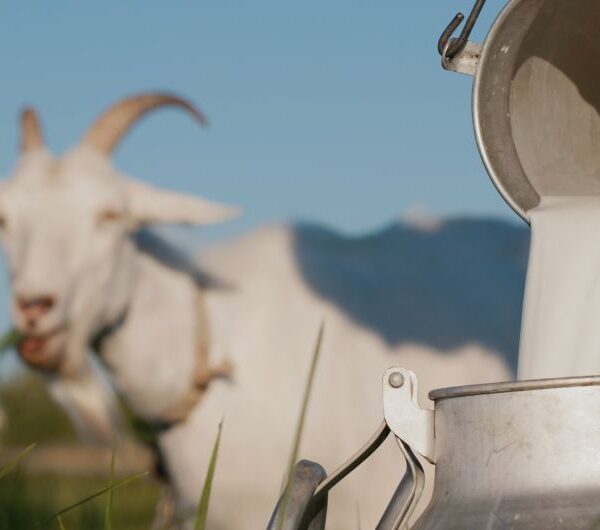 Goat milk Good or Bad? According to Ayurveda