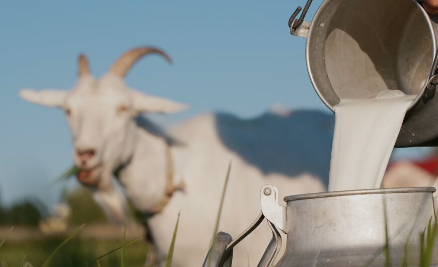 Goat milk Good or Bad? According to Ayurveda