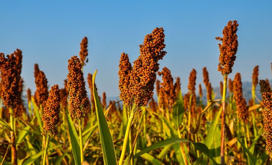 Ragi: The Superfood for Super Ladies