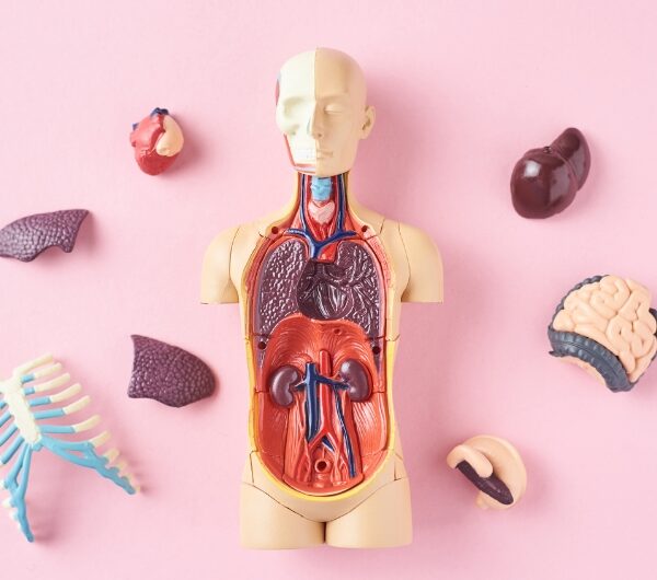 The Connection Between Human Organs and Emotions
