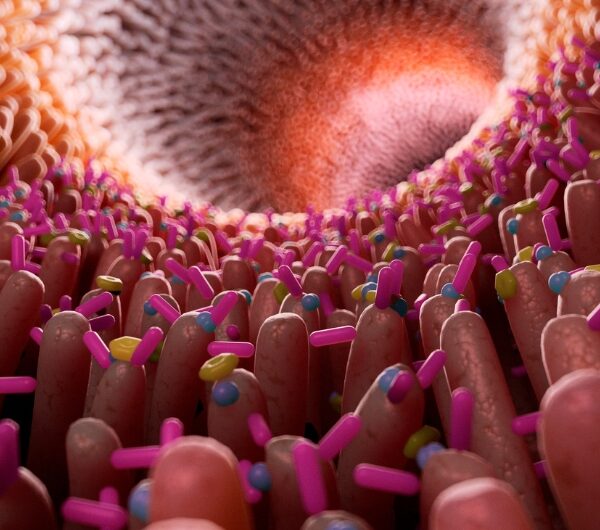 Your Gut Lining Rebuilds Every 5 Days