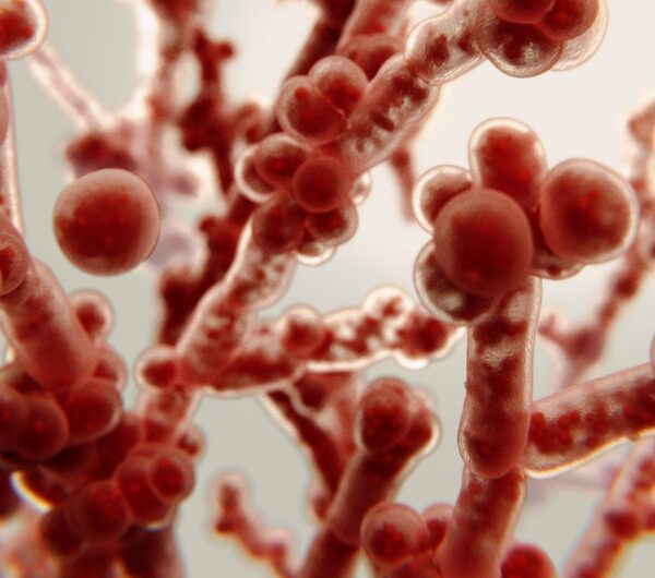Is Candida Taking Over Your Gut?