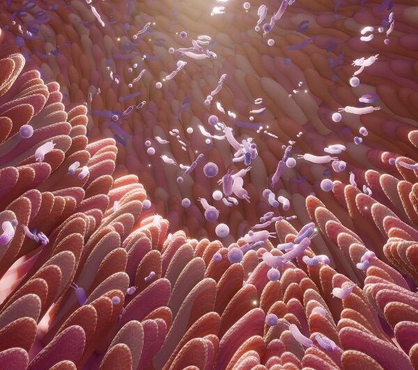 Magnesium & the Gut Lining