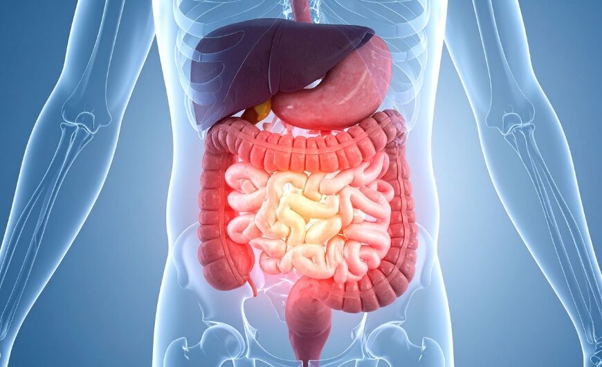 11 Gut Health Facts You Were Never Supposed…