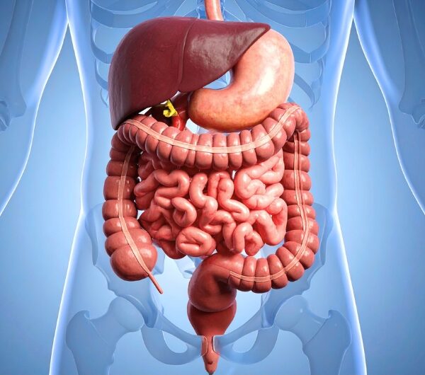 The Hidden Factors That Quietly Damage Your Gut Health